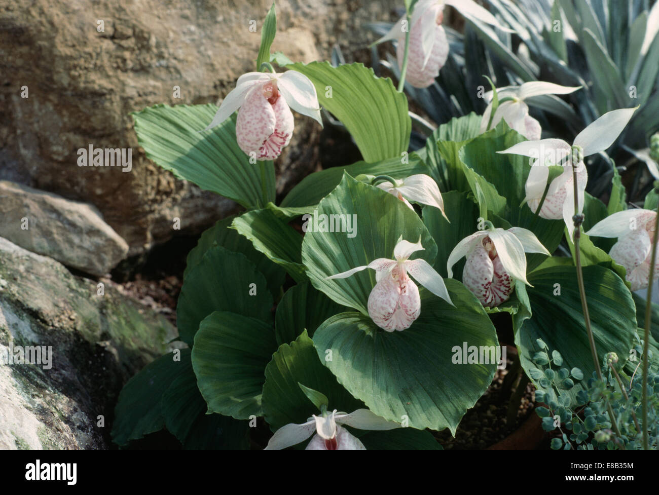 Close up Cypripedium in rockery Foto Stock