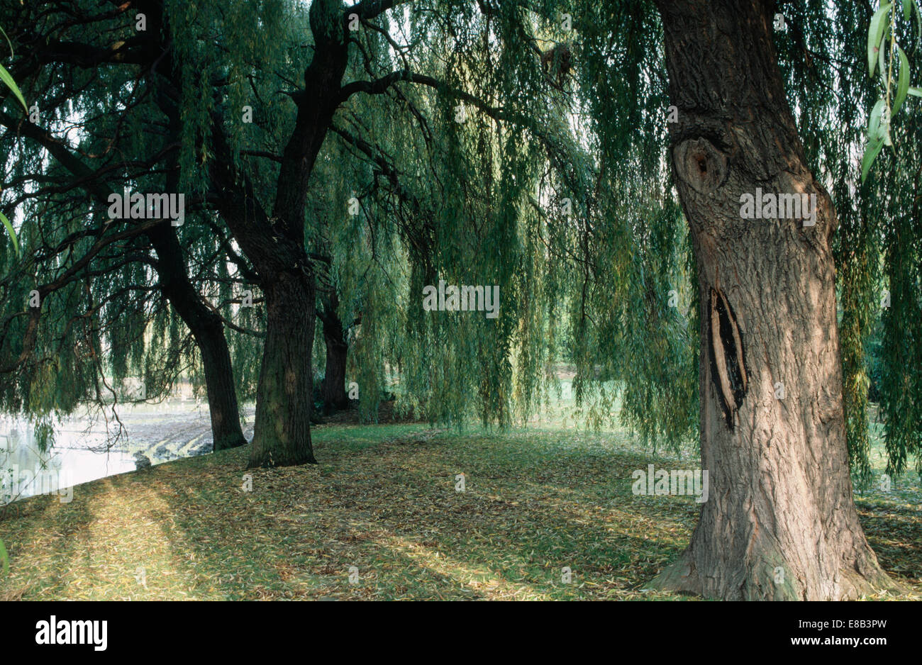 Alti alberi di salice sulle rive di un lago nel paese grande giardino Foto Stock