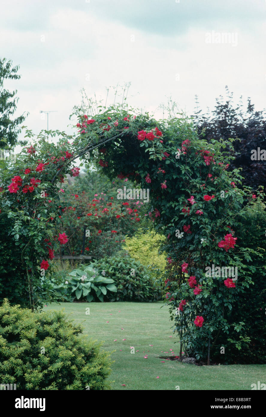 Clematide rosso crescente su arch sopra il prato in paese grande giardino in estate Foto Stock