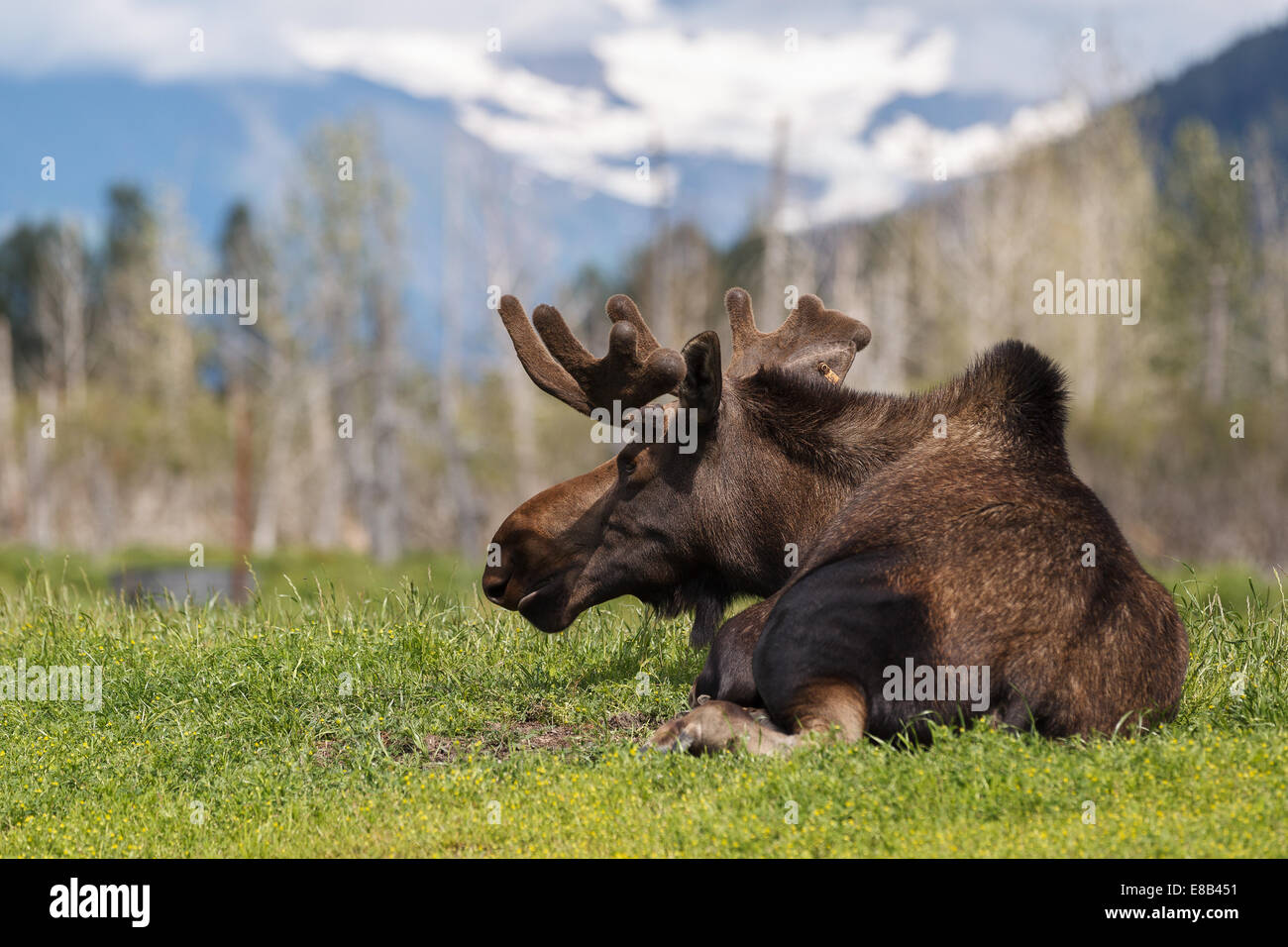 Bull alci in Alaska Wildlife Conservation Centre, Turnagain Arm, Alaska, Stati Uniti d'America. Foto Stock