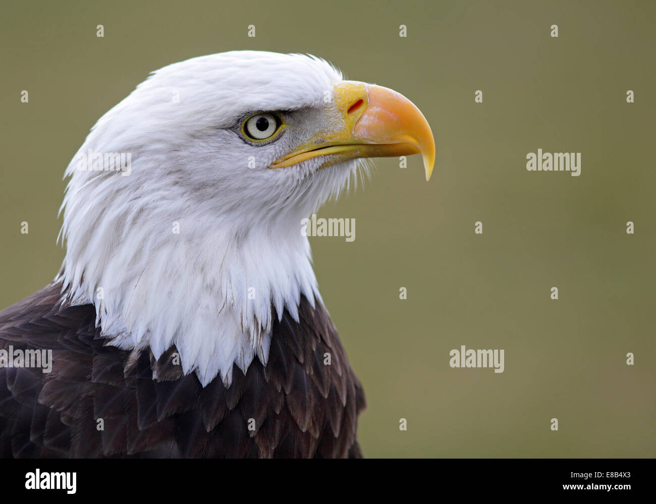 Ritratto Dettagliato di un American Bald Eagle Foto Stock