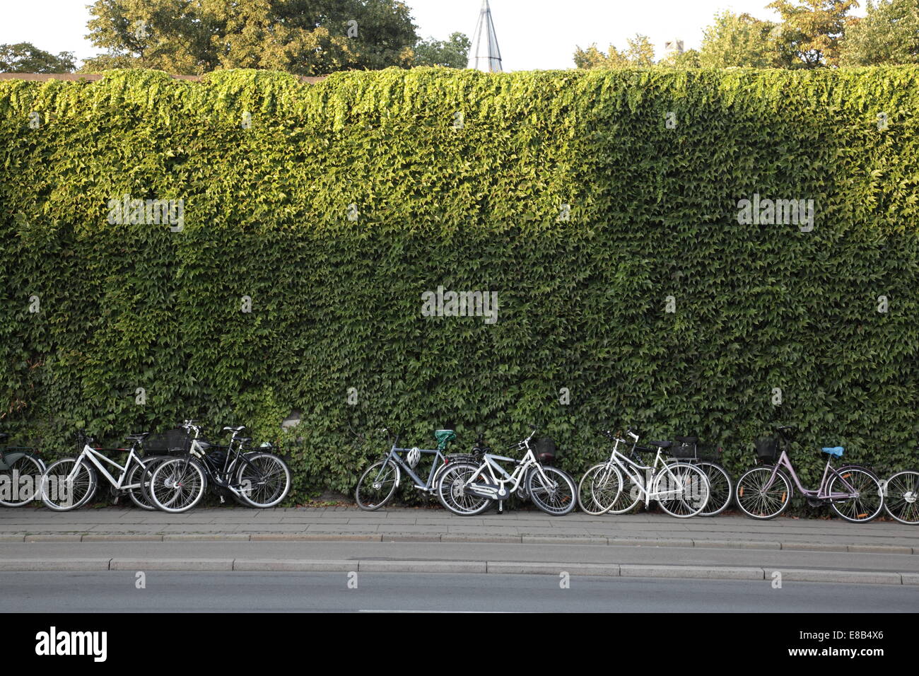 Grande numero di biciclette parcheggiate a lato di una strada con una grande siepe verde Foto Stock