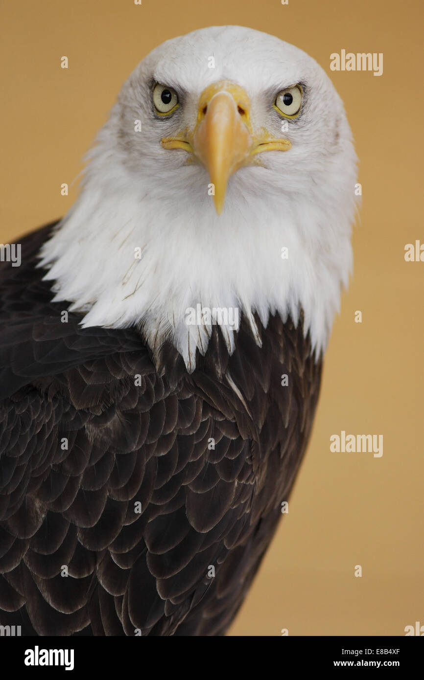 Ritratto Dettagliato di un American Bald Eagle Foto Stock