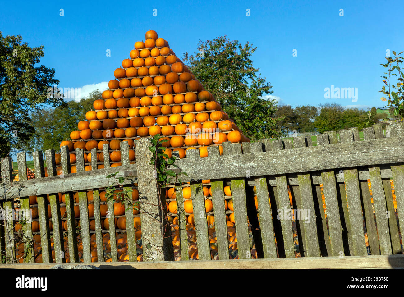 Fattoria di zucche, zucche arancioni accatastate a forma di piramide, recinzione, cielo sfondo Foto Stock