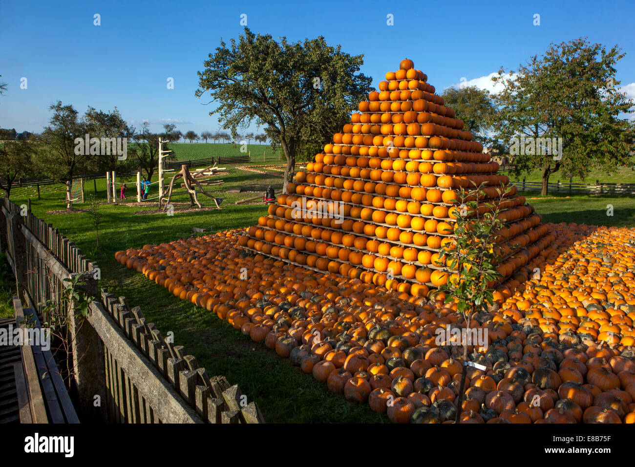 Fattoria di zucche, zucche impilate a forma di piramide Foto Stock