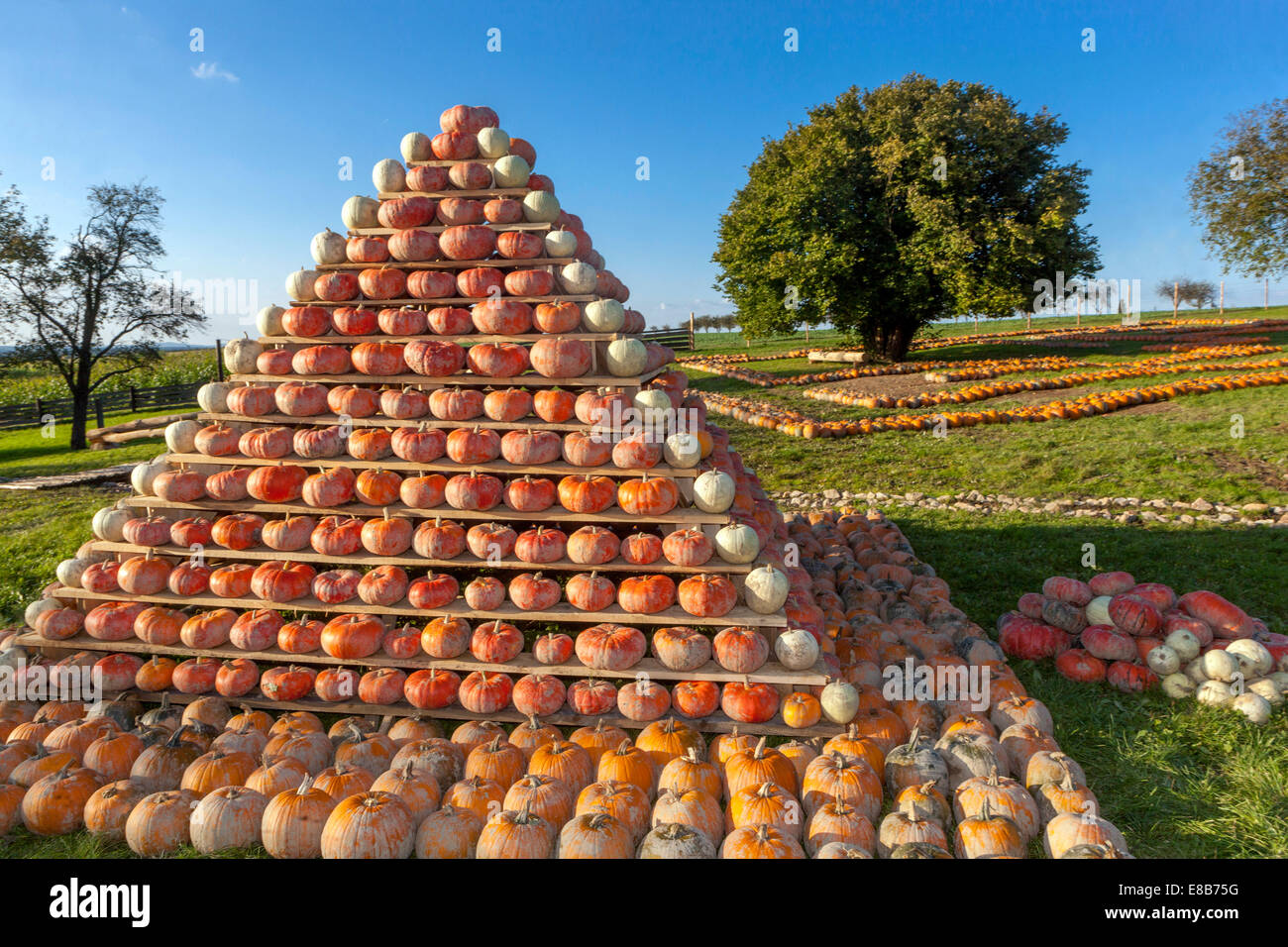 Fattoria di zucche, zucche impilate a forma di piramide Foto Stock
