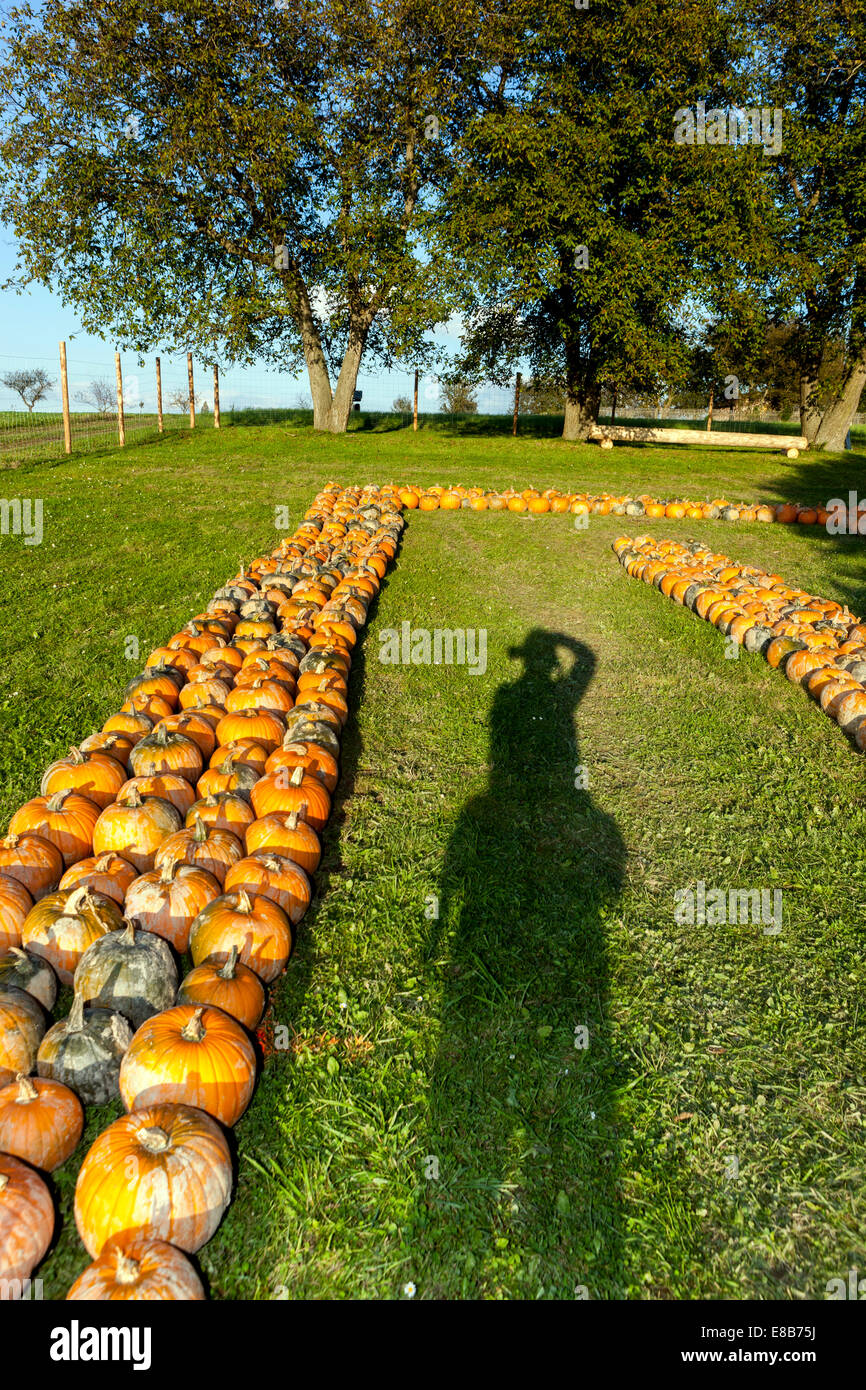 Fattoria di zucca, zucche accatastate in linee sul terreno, ombra Foto Stock