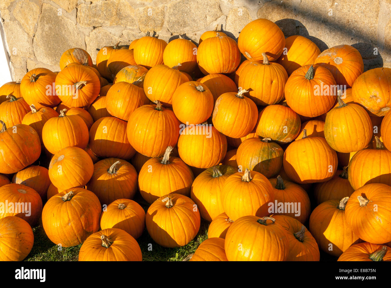 Pumpkins mucchio a parete in fattoria Foto Stock