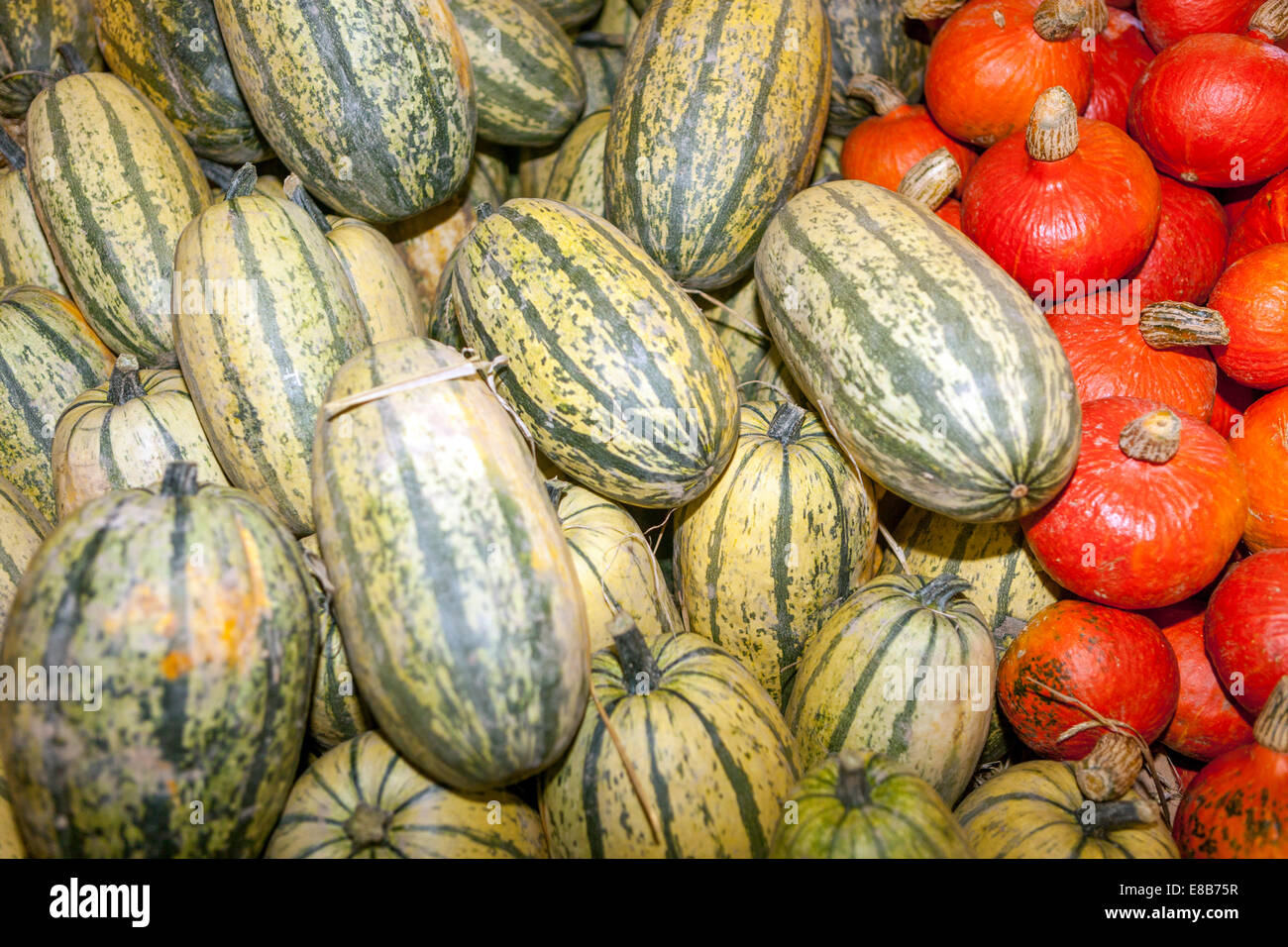 Zucche, zucche, zucche pile, heap, stack, zucche, Modello, ornamentale, Agricoltura, prodotto Foto Stock