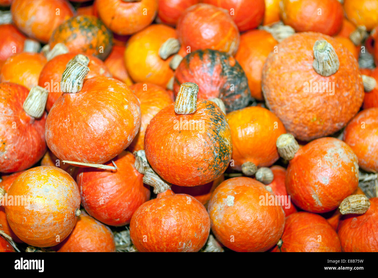 Pelo di zucche arancioni Foto Stock