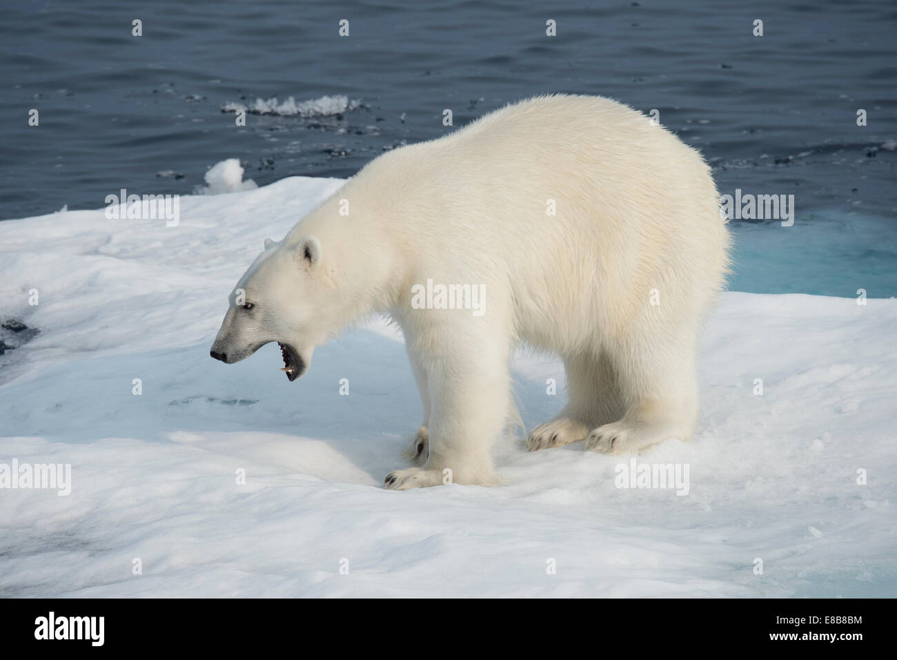 Maschio di Orso Polare, Ursus maritimus, su un iceberg, Isola Baffin, Artico Canadese. Foto Stock