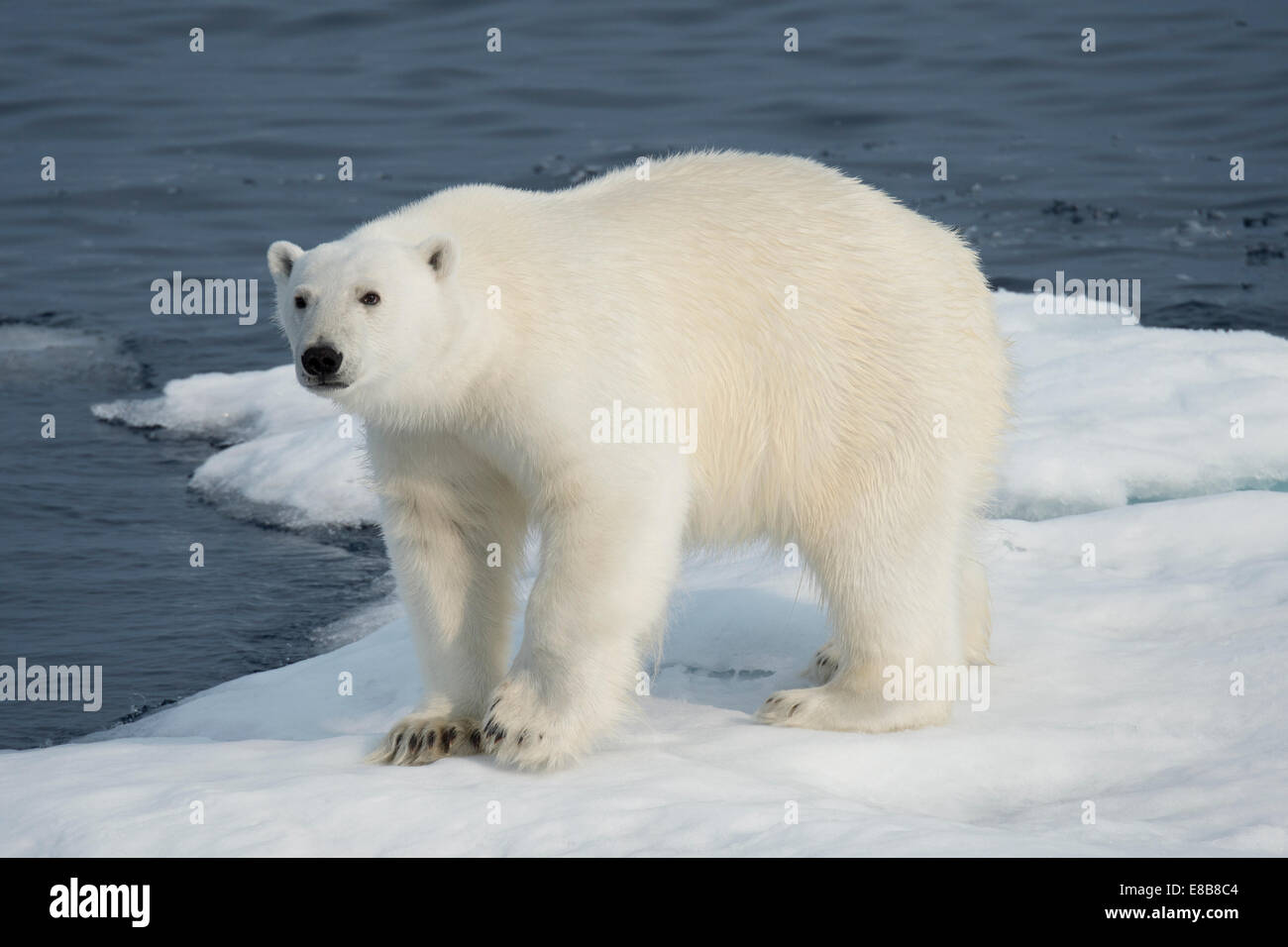 Maschio di Orso Polare, Ursus maritimus, su un iceberg, Isola Baffin, Artico Canadese. Foto Stock