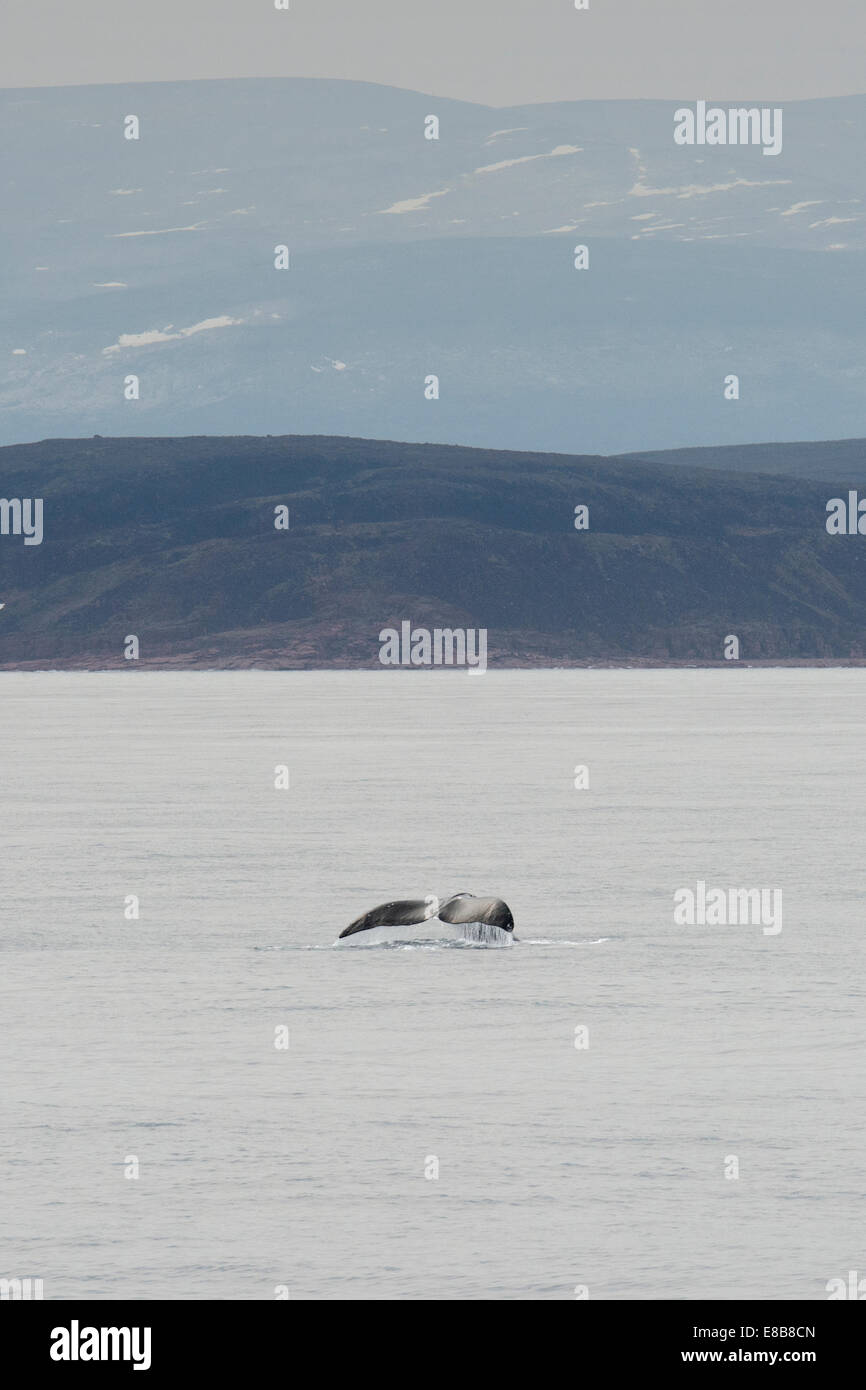 Bowhead Whale, Balaena mysticetus, a Isabella Bay, Isola Baffin, Oceano Artico. Foto Stock
