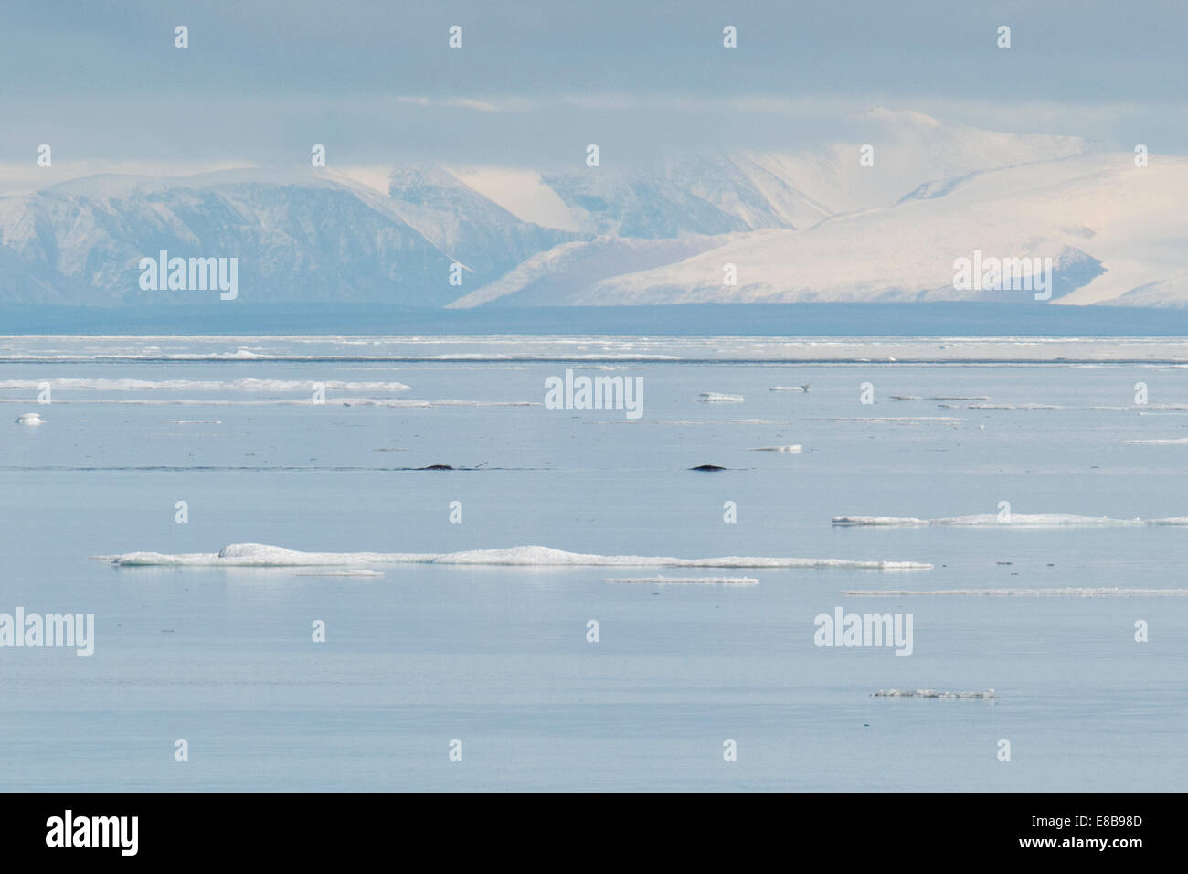 Narwhal o Narwhale, Monodon monoceros, mostrando il brosmio a Milne aspirazione, con le montagne sullo sfondo, Isola Baffin, Oceano Artico. Foto Stock