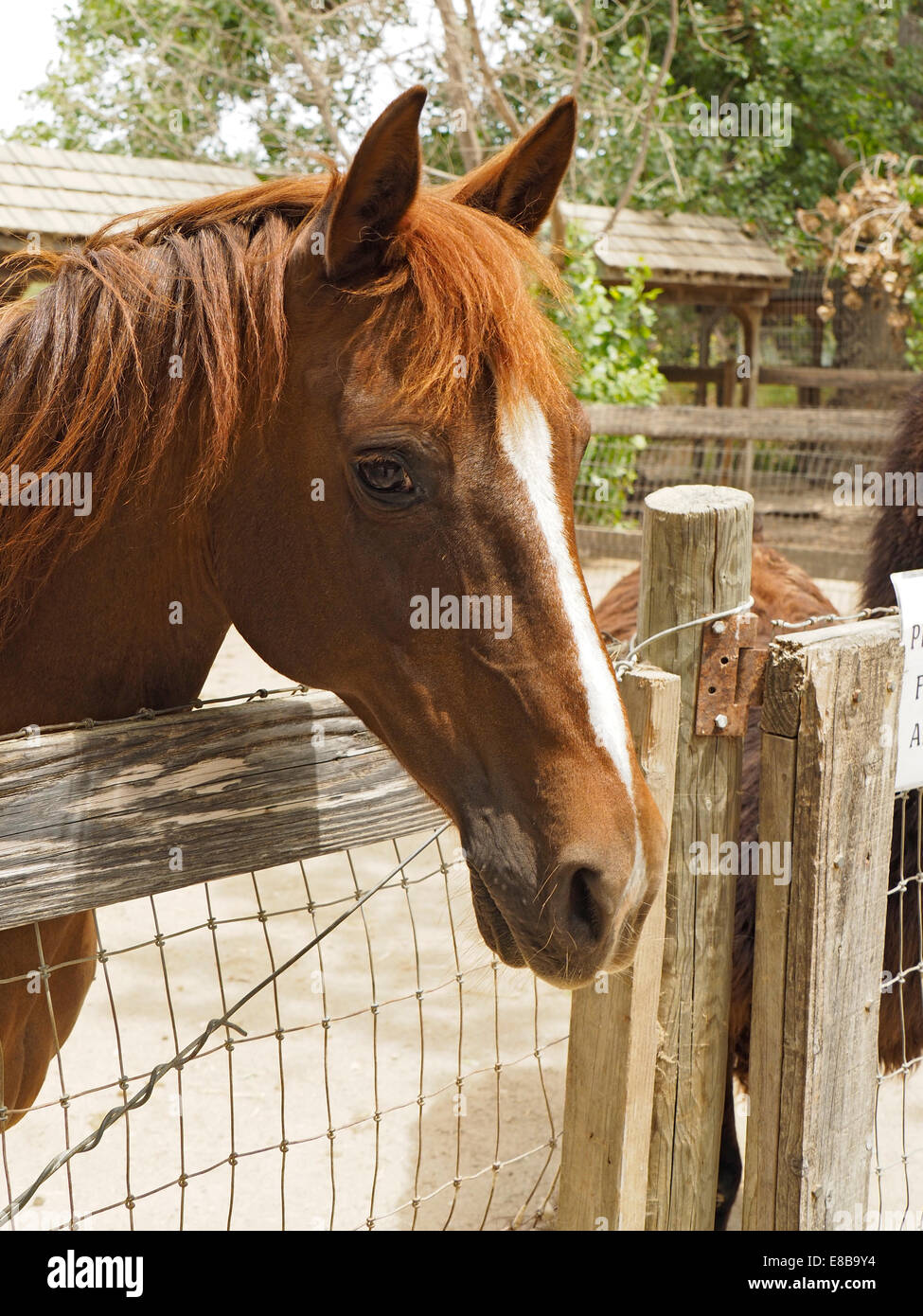 Cavallo di castagno guardando oltre il recinto del corral Foto Stock