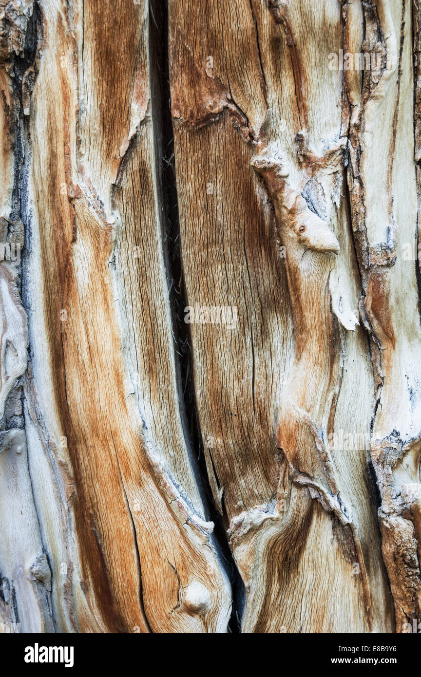 Esposta a grana di legno su un aspen tronco di albero texture di sfondo Foto Stock Esposta a grana di legno su un aspen tronco di albero texture di sfondo Foto Stock