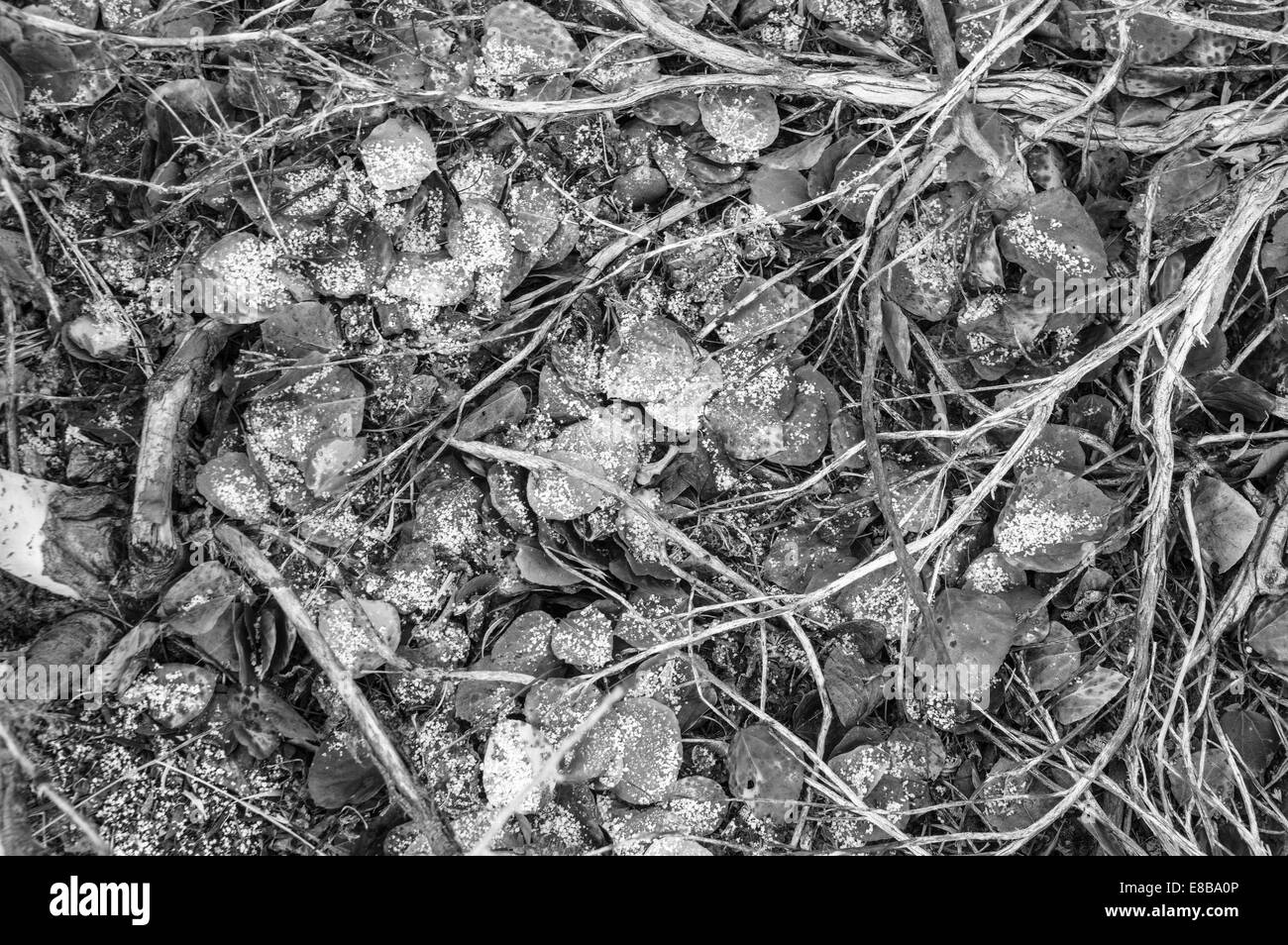 La massa di caduta in bianco e nero con rami di foglie morte e una spolverata di neve fresca Foto Stock