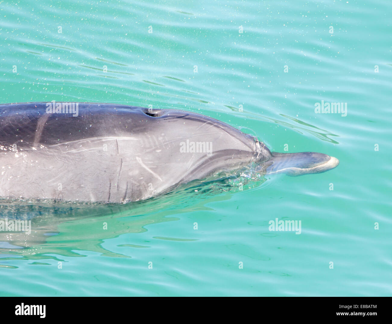 Il tursiope o delfino maggiore sulla superficie Foto Stock