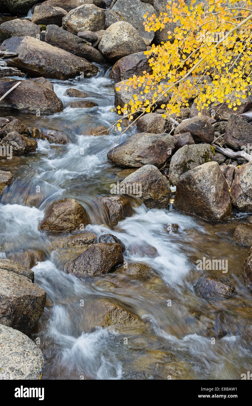 Ruscello di montagna in autunno con giallo aspen foglie e acqua sfocata Foto Stock