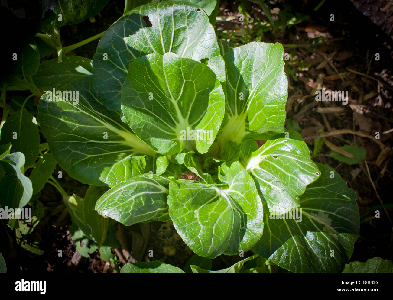 Cavolo cinese (Brassica rapa) Cavolo cinese Foto Stock