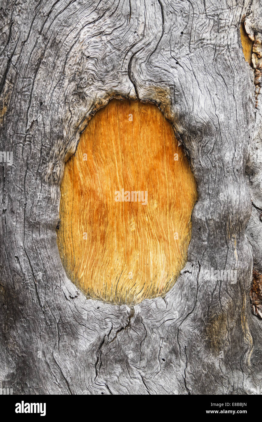 Grigio morto tronco di albero con grana di legno e la cornice arancione marrone finestra di legno da un vecchio blaze Foto Stock