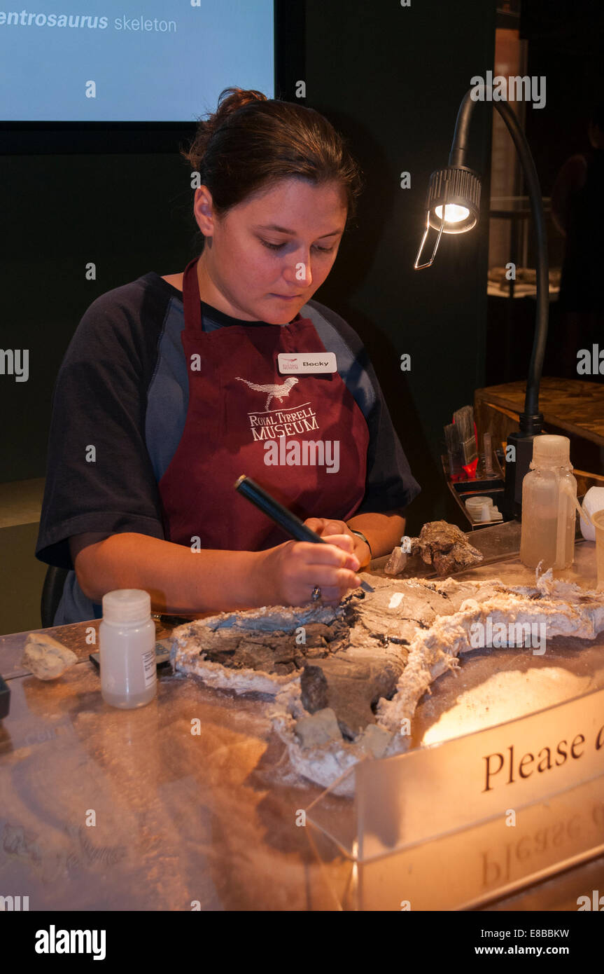 Elk203-6566 Canada, Alberta, Drumheller, Royal Tyrrell Museum, preparazione fossile Foto Stock