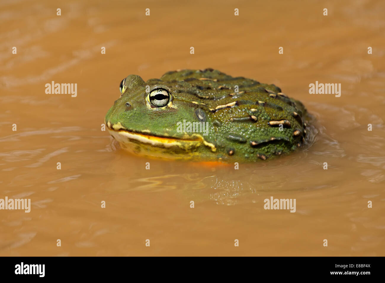Maschio gigante africano bullfrog (Pyxicephalus adspersus) in acqua, Sud Africa Foto Stock