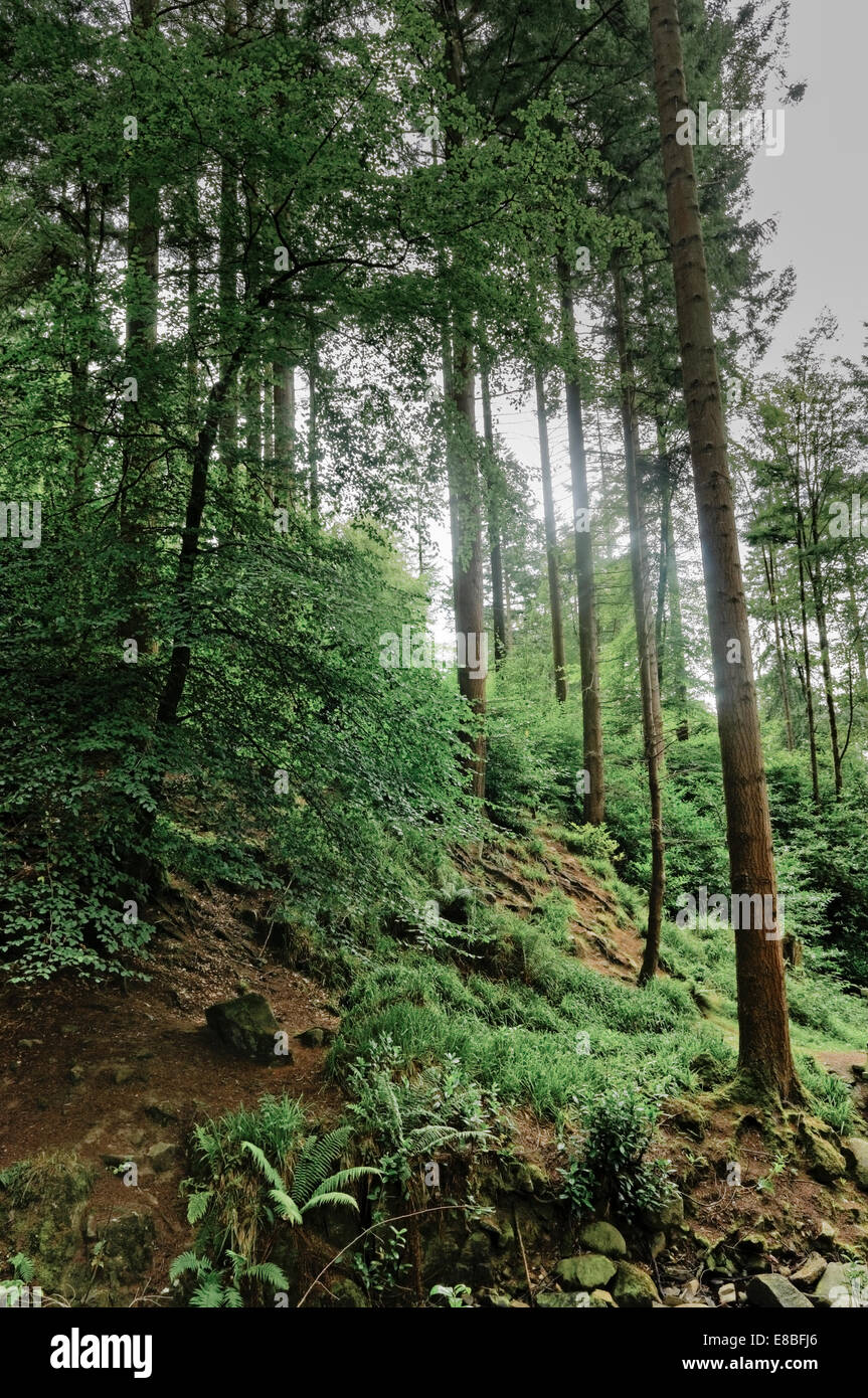 Dark, ombroso pendio boschivo con alberi di conifere e felci (formato ritratto). Foto Stock