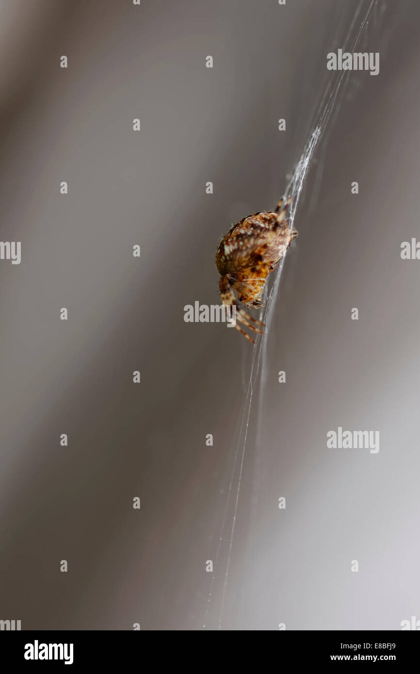 British Garden Spider (Araneus diadematus) nel web, a testa in giù, lato sinistro che mostra, contro uno sfondo grigio; formato ritratto. Foto Stock