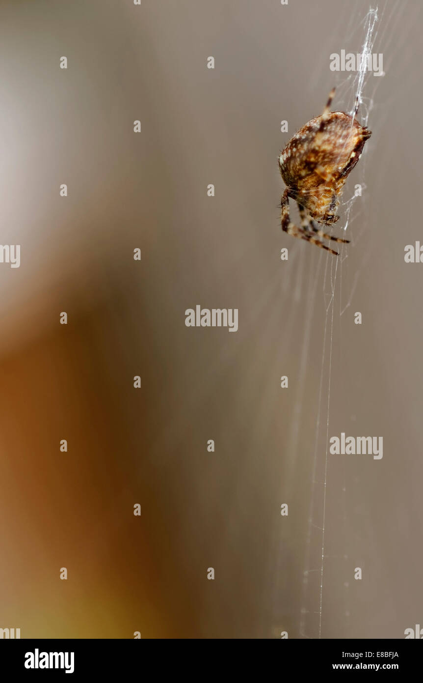 British Garden Spider (Araneus diadematus) nel web, a testa in giù, lato sinistro che mostra, contro il grigio-marrone di sfondo; formato ritratto. Foto Stock