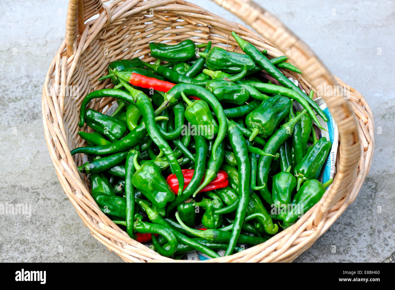 Appena raccolto UK giardino coltivato a caldo i peperoncini di Caienna nel cesto di vimini Foto Stock