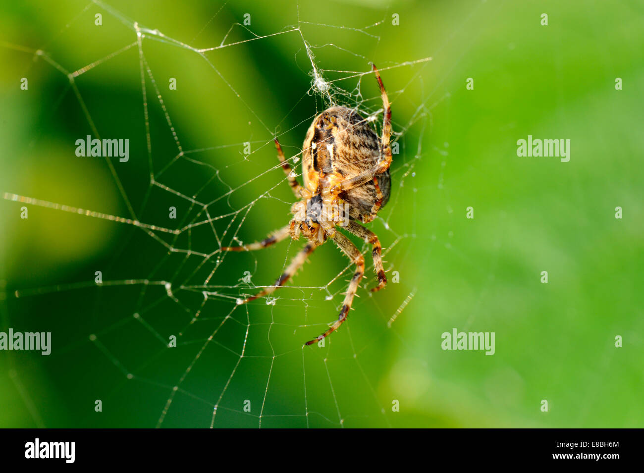 La parte inferiore del giardino in comune spider (Araneus diadematus) sul web, REGNO UNITO Foto Stock