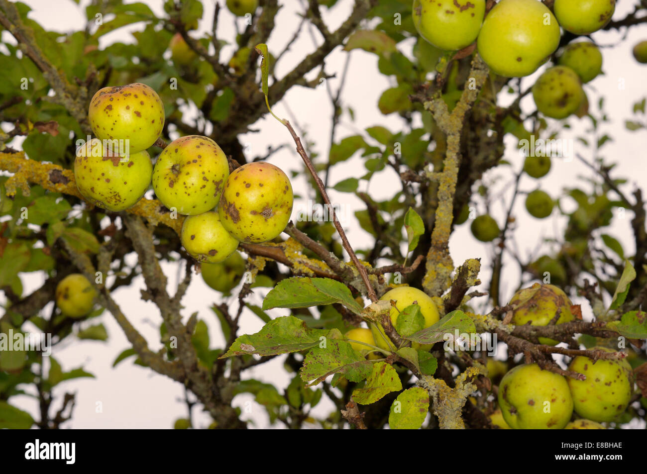 Malus sylvestris 'Europea Crab Apple" Foto Stock