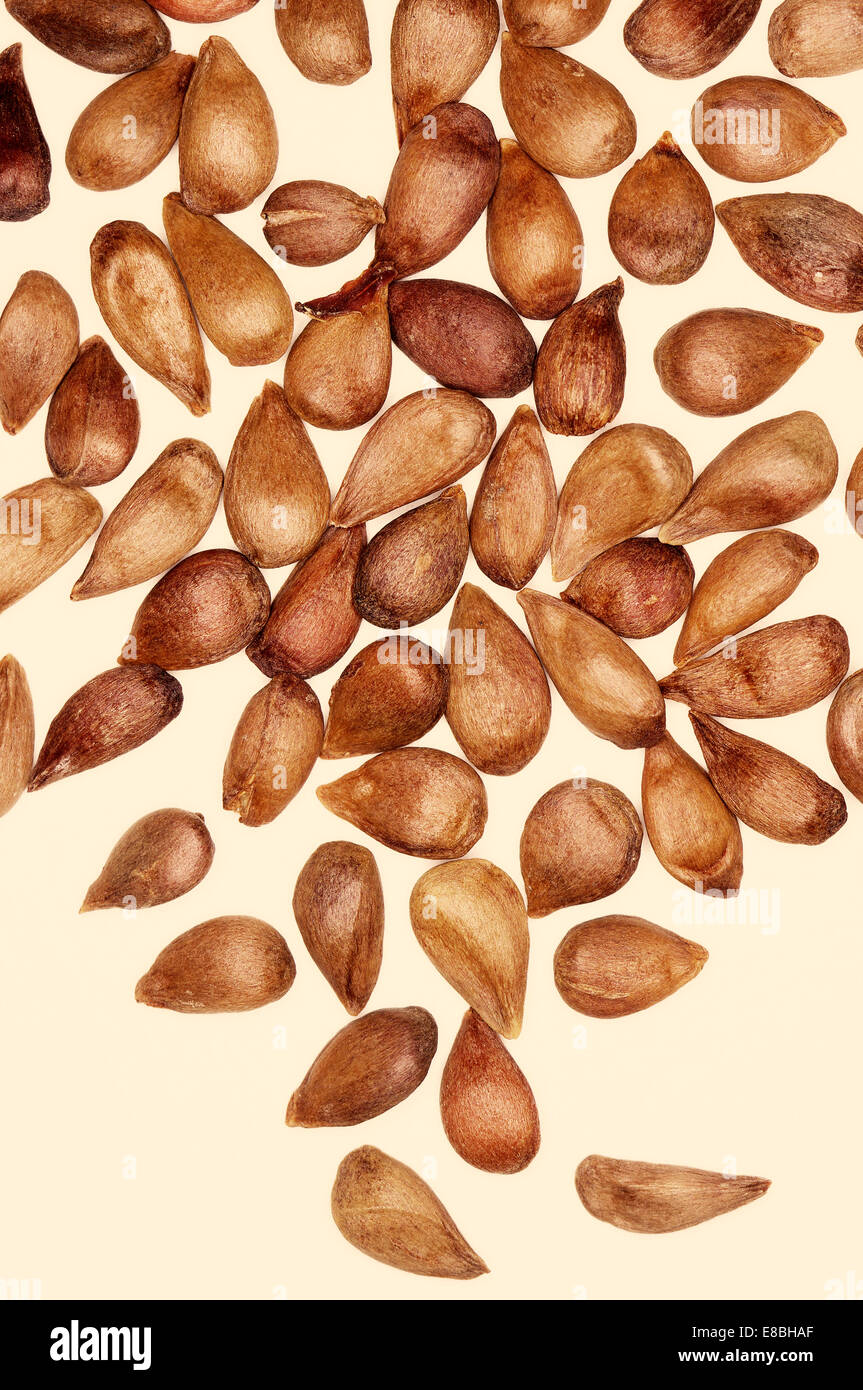 Malus sylvestris 'Europea Crab Apple" Foto Stock