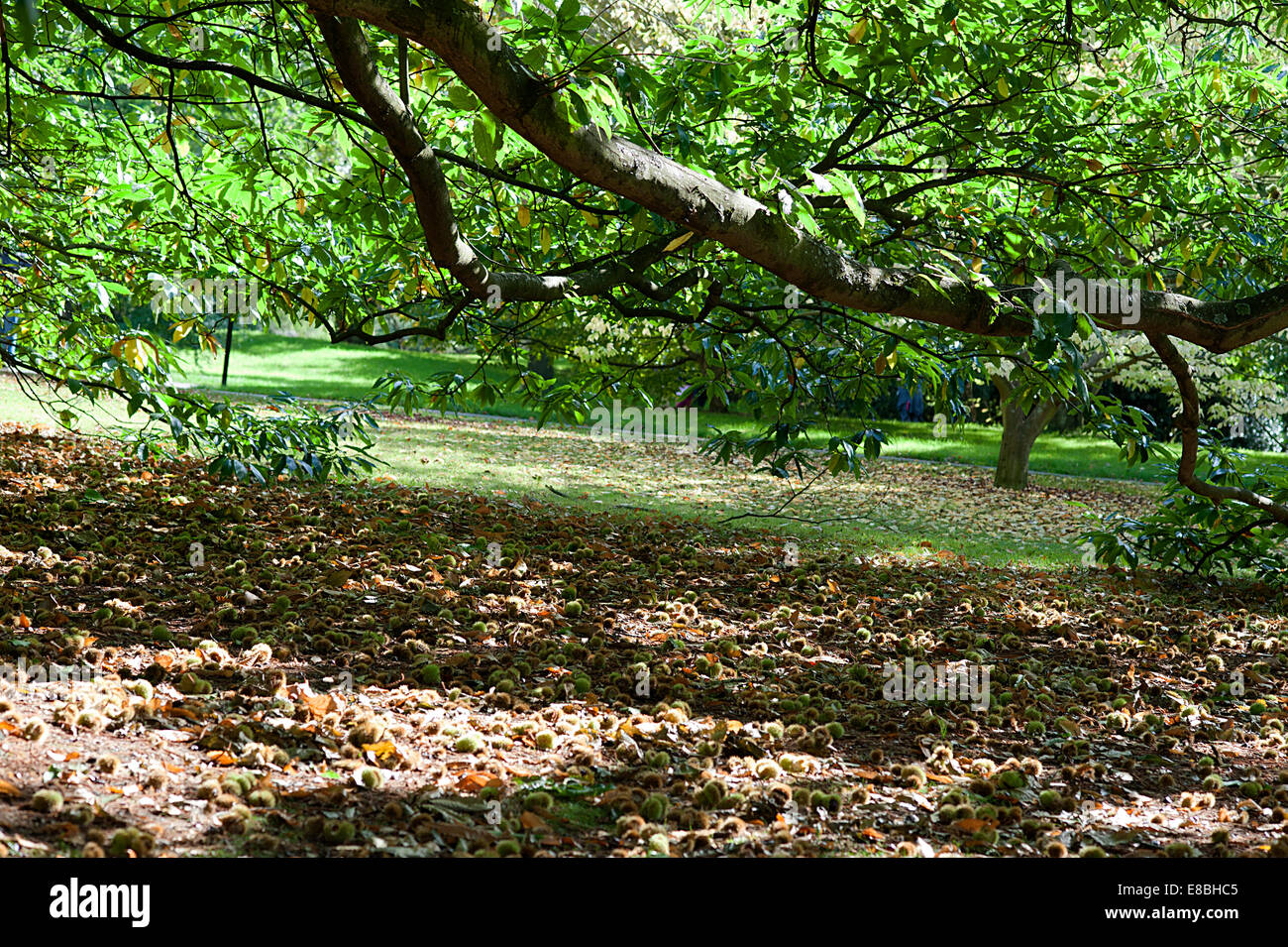 Un tappeto di ripe ippocastani sotto l'albero in Kew Gardens Richmond Foto Stock