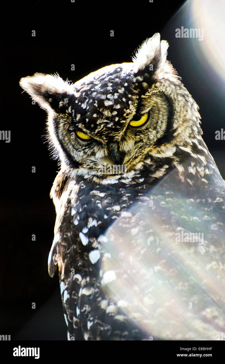 Funny arrabbiato Owl ritratto Foto Stock