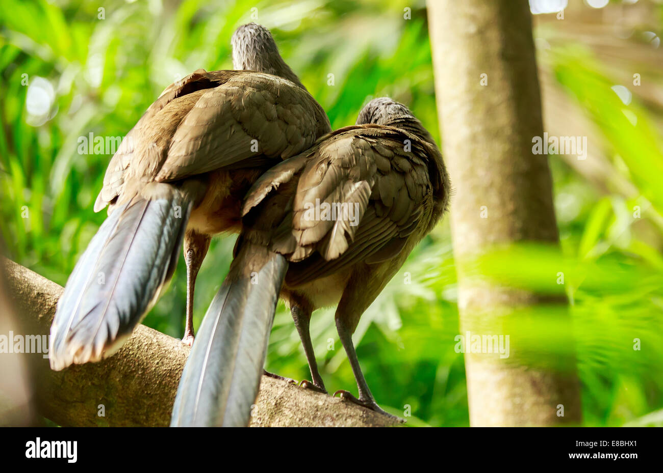 Ritratto di maestose Crested Guan uccelli seduto sul ramo Foto Stock