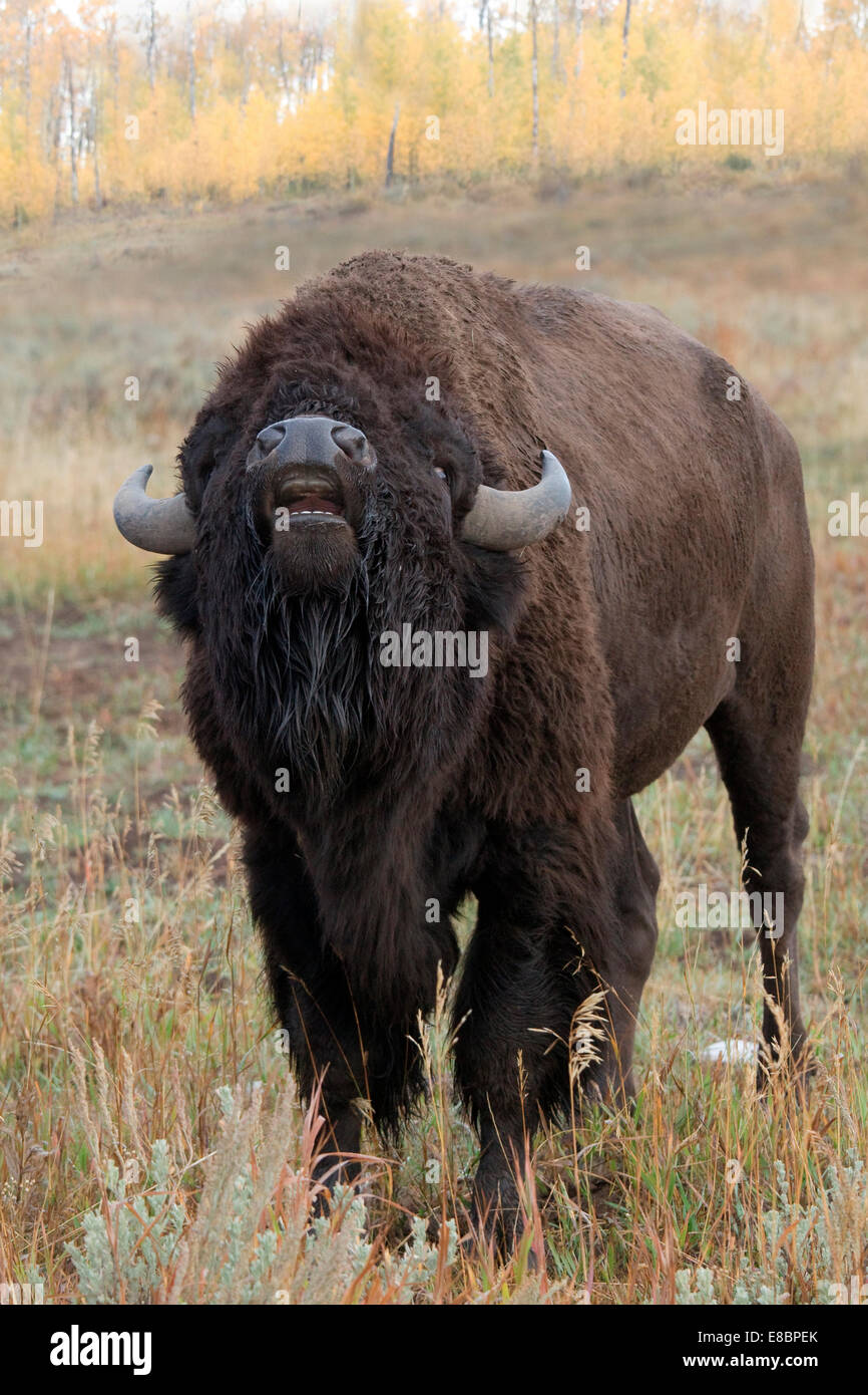 I bisonti americani (Bison bison), il Parco Nazionale del Grand Teton Foto Stock