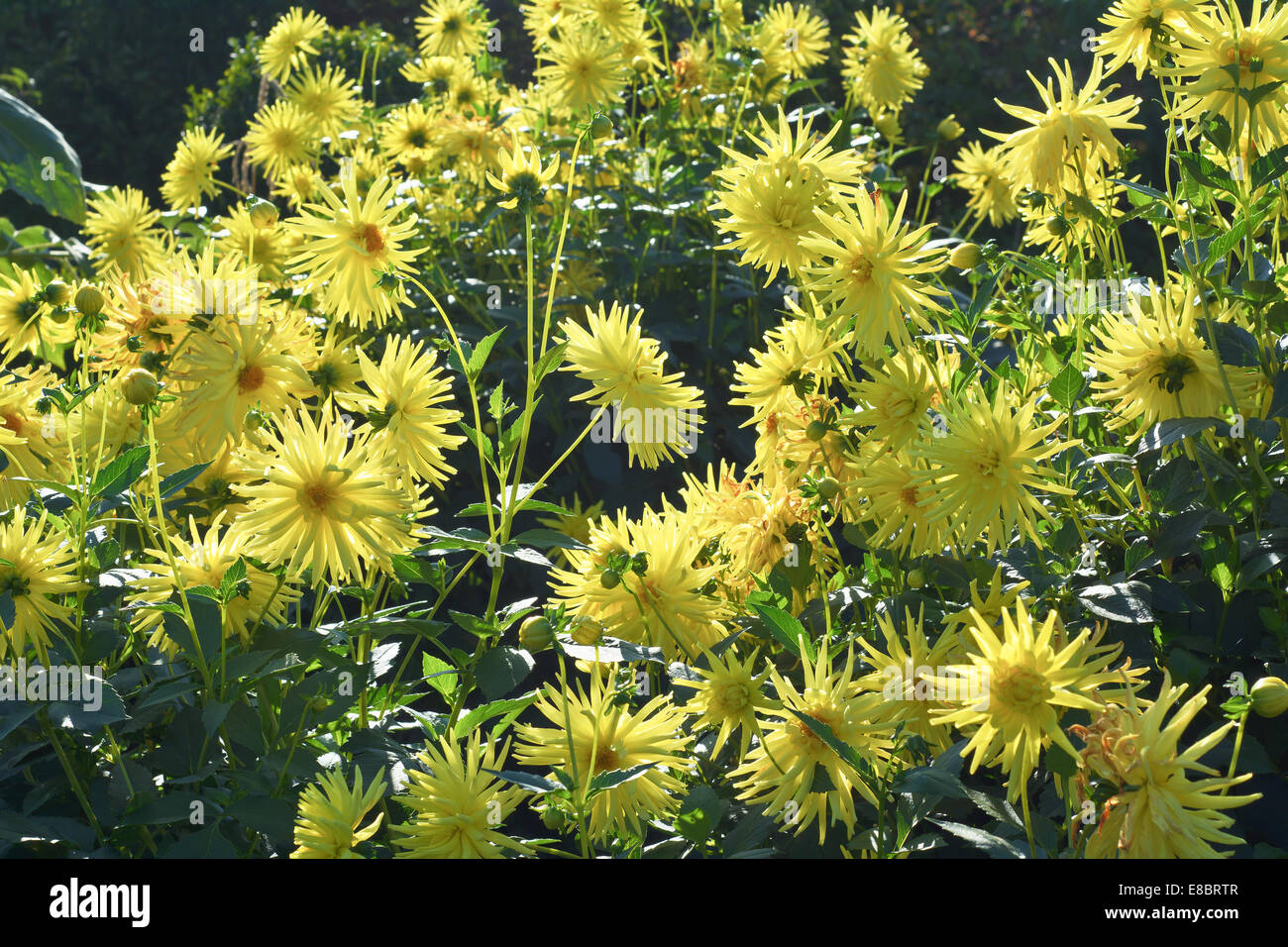 Giardino soleggiato in scena con la Spider crisantemi in fiore Foto Stock