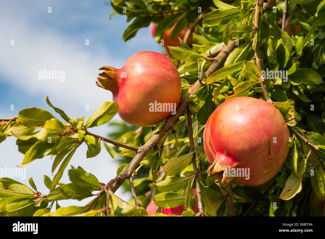 Frutti di autunno: due melagrane su albero Foto Stock