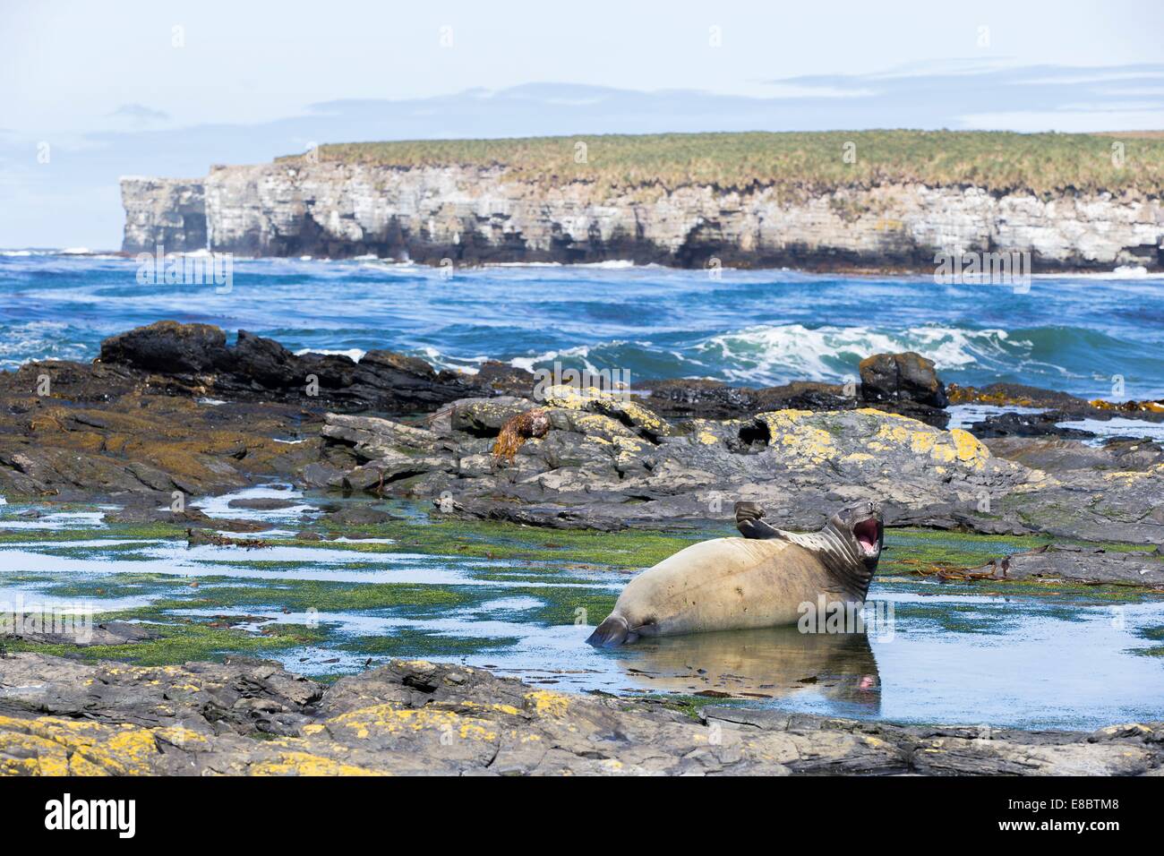 Una guarnizione di elefante sugli scogli di Sea Lion Island nelle Falkland Foto Stock