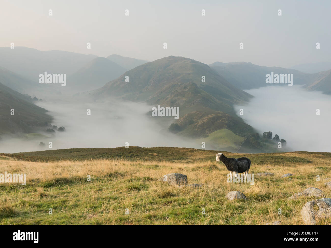 Herdwick pecore al di sopra di una temperatura inversione su Hallin cadde nel Lake District inglese, con Martindale Boredale e oltre. Foto Stock
