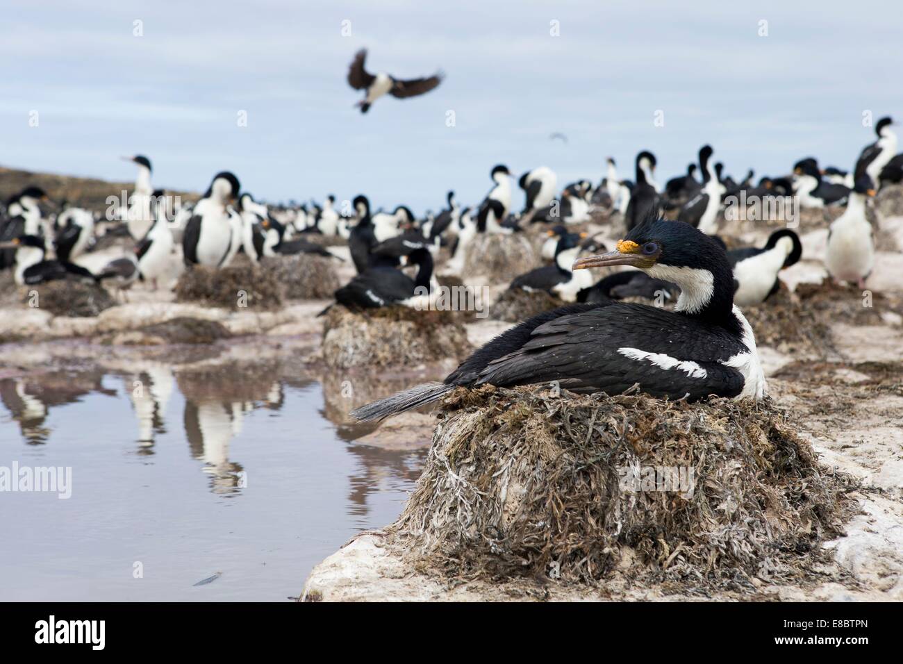 Una colonia di Cormorani imperiali (Imperial Shag) sull isola Sealion, Falklands Foto Stock