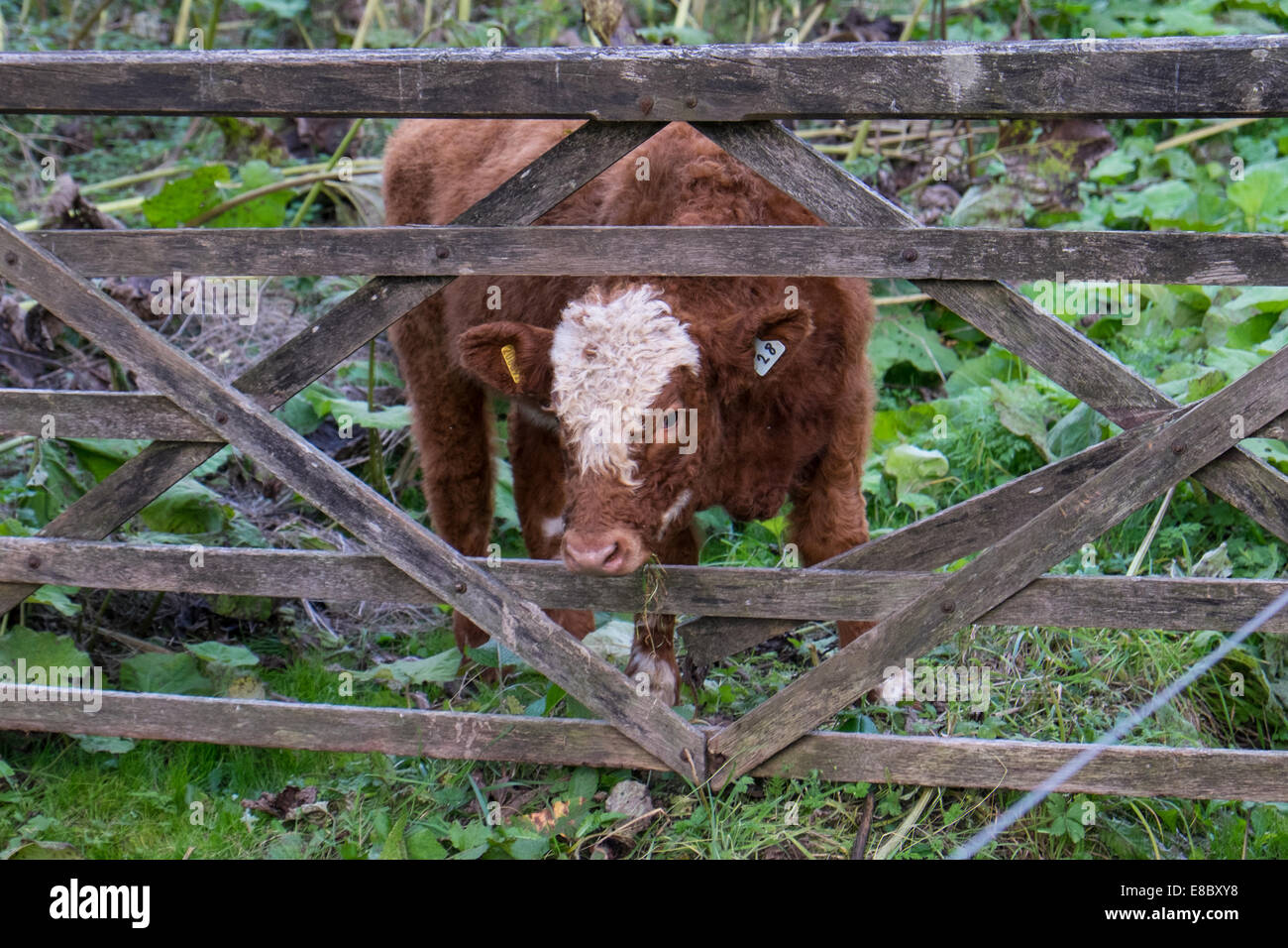 Un giovane vacca o un vitello con la sua testa attraverso un cancello rotto in un campo Foto Stock