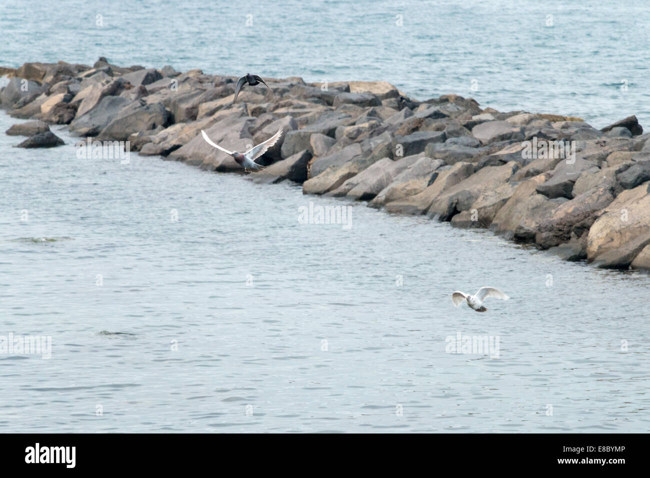 Stormo di piccioni sul mare Foto Stock