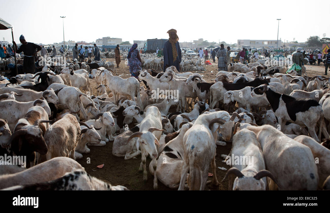 Dakar, Senegal. 4 Ott 2014. Un venditore di capra attende per i clienti del mercato temporaneo vicino il Leopold Sedar Senghor Stadium di Dakar in Senegal, Ottobre 4, 2014. Persone in Senegal preparati per l'Eid al-Adha che si suppone che cadono su 5 Ottobre di questo anno in Senegal. © Li Jing/Xinhua/Alamy Live News Foto Stock