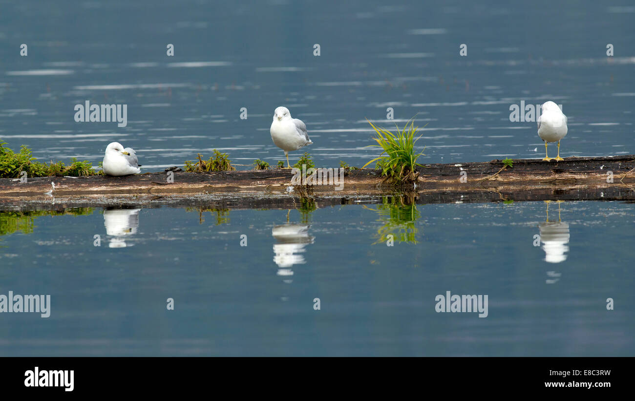 Tre i gabbiani appollaiati. Foto Stock