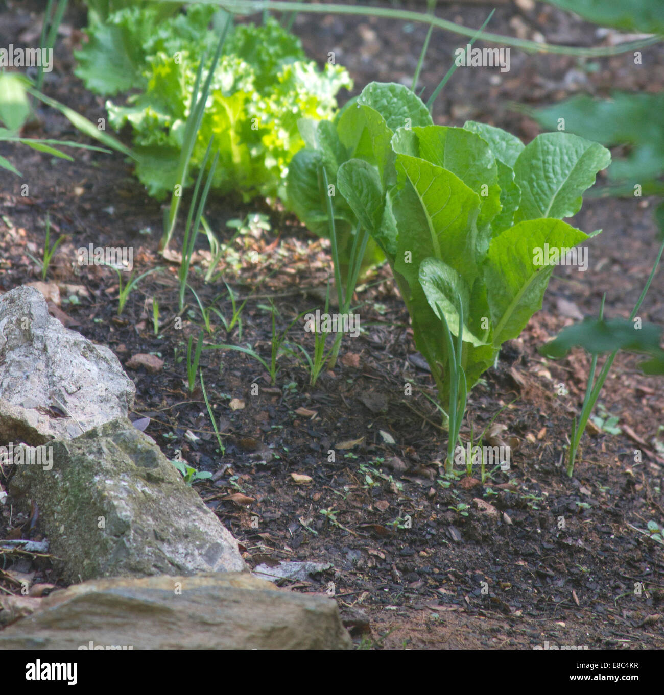 Compagno organici giardinaggio crescente lattuga romana accanto alle cipolle per incoraggiare la crescita e a scoraggiare i parassiti Foto Stock