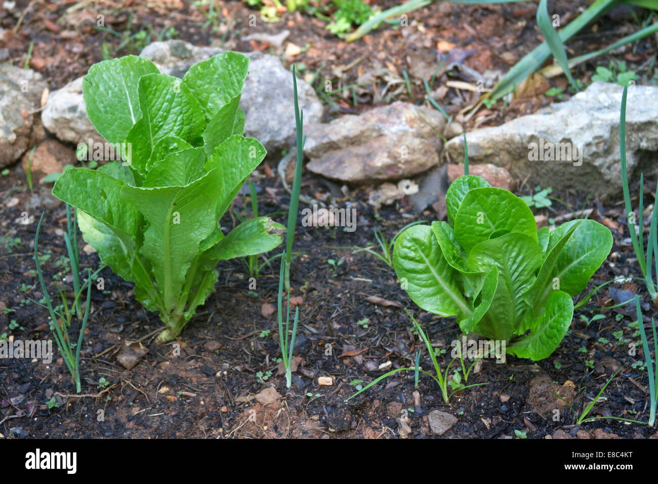 Compagno organici giardinaggio crescente lattuga romana accanto alle cipolle per scoraggiare i parassiti Foto Stock