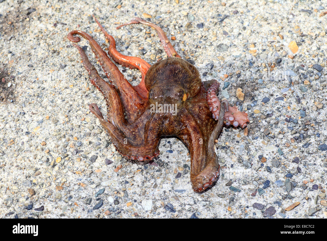 Polpo (Octopus vulgaris) in Giappone Foto Stock